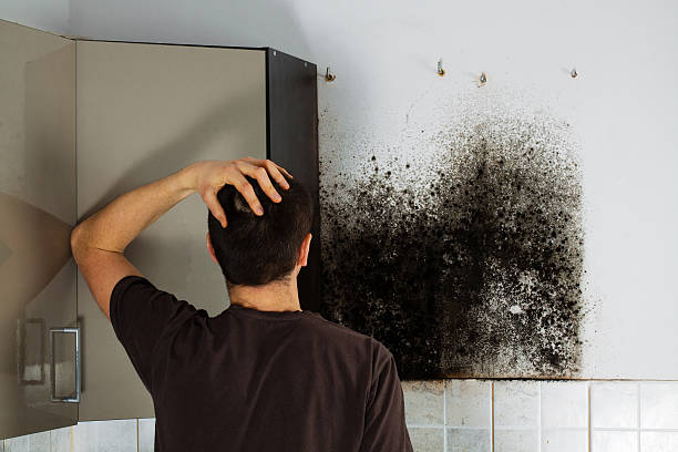 Best Fast Mold Removal  in West Covina, CA